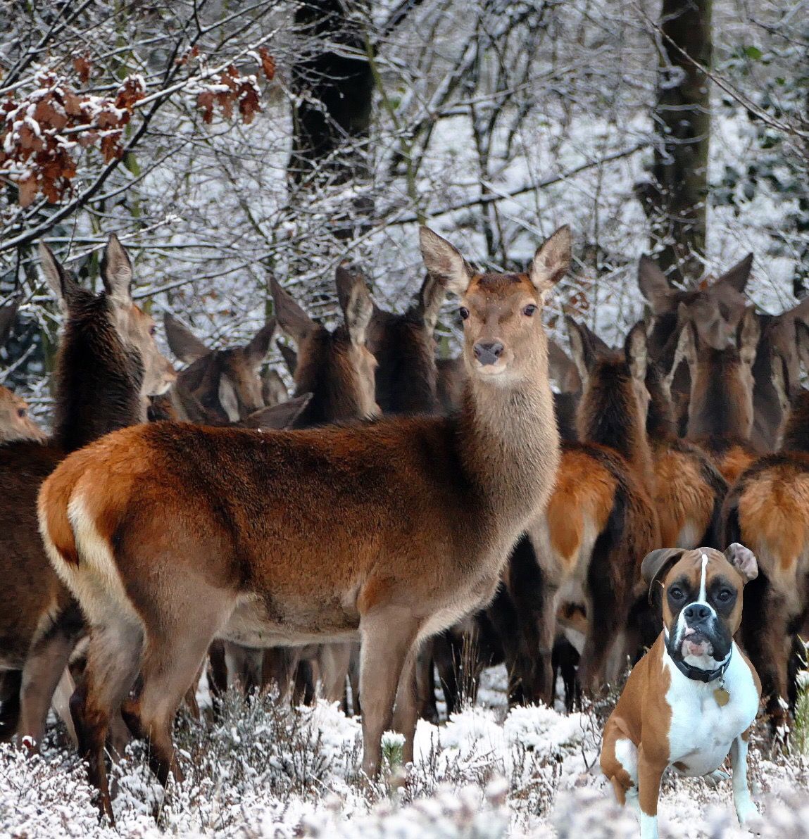 The Times Cutest Pets of Winter 2018